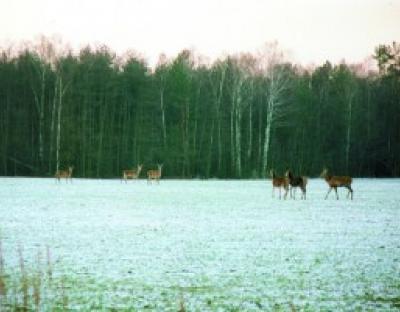 В угіддях Львівщини проведено зимовий облік мисливської фауни.