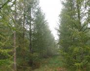 Лісогосподарські підприємства Львівського ОУЛМГ проведуть інвентаризацію об’єктів постійної лісонасіннєвої бази