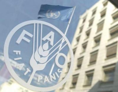 Держлісагентство розпочинає реалізацію проекту FAO з протидії всиханню лісів