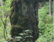 Сколівські лісівники на сторожі біорізноманіття