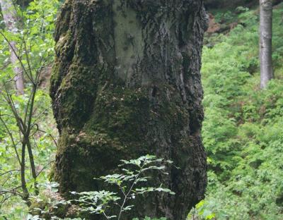 Сколівські лісівники на сторожі біорізноманіття