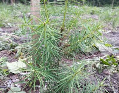  Лісівничу увагу кожному висадженому сіянцю