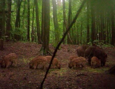 Фотопастки на варті лісів Рава-Руського лісгоспу