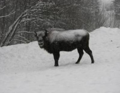 В НПП "Сколівські Бескиди" проведено зимовий облік тварин