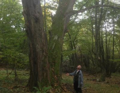 Приємна несподіванка: природний ліс у Красівському лісництві ДП “Львівський лісгосп”