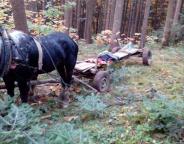 На Старосамбірщині лісопорушників затримали "на гарячому"