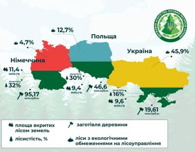 Скільки вирубують лісу в Україні, а скільки в країнах Європи? Порівняльна ІНФОГРАФІКА