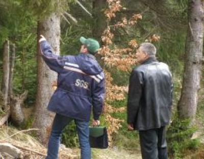 На лісогосподарських підприємствах Львівщини завершився черговий наглядовий аудит з лісової сертифікації
