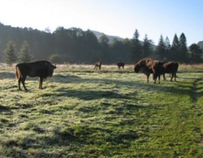Результати обліку мисливської фауни в угіддях Львівщини