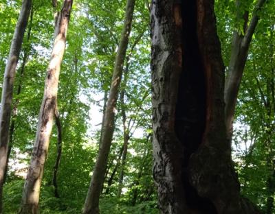 У лісових масивах Львівського лісгоспу проведено лісопатологічне обстеження