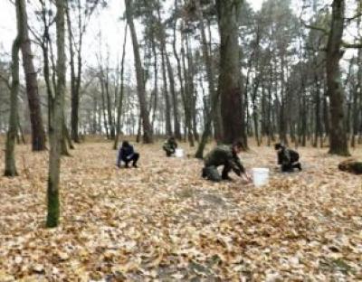 Збір урожаю у ДП «Рава-Руське лісове господарство»