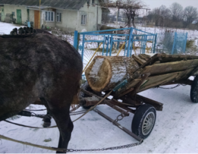 Лісова охорона діє