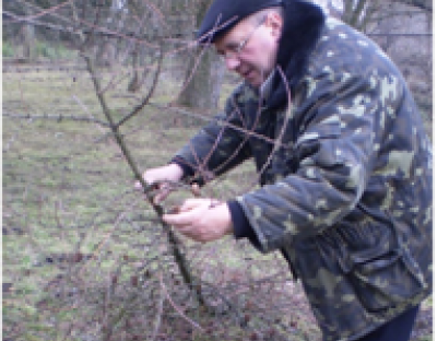 Заготовляємо шишки хвойних порід