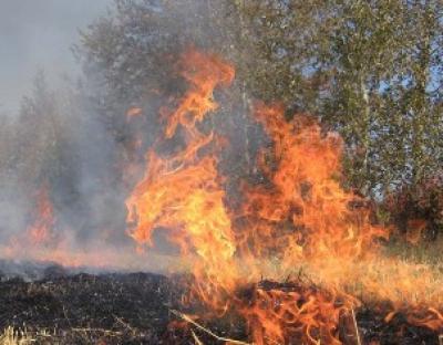 Держлісагентство не отримало бюджетного фінансування, але готується до протистояння лісовим пожежам