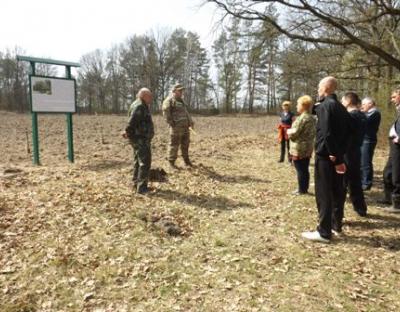 У Річківському лісництві створили плантацію гінкго