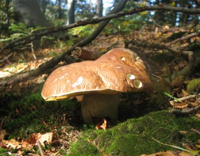 Триває сезон "тихого полювання" на Львівщині