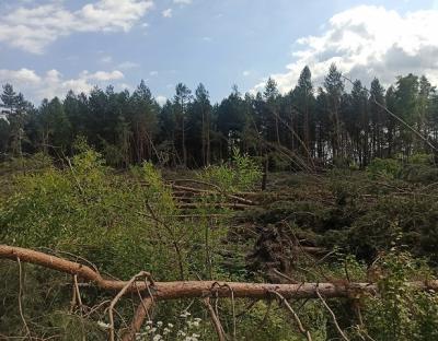 Оперативний контроль за розробкою вітровально-буреломних лісосік