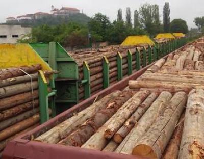 Держлісагентство: Закарпатські митники нанесли збитки державі у розмірі 15 млн гривень