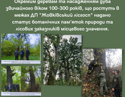 Вікові дуби Жовківського лісгоспу оголошено об'єктами природно-заповідного фонду
