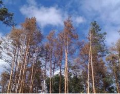 На Львівщині масово всихають сосни