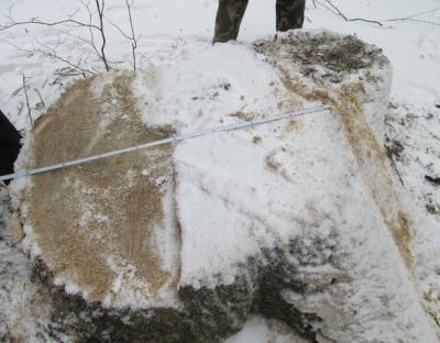 Знахабнілі лісокради