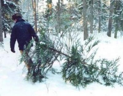 БОРОТЬБА З КРАДІЯМИ ЯЛИНОК