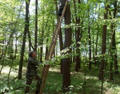 Захист лісу від шкідників