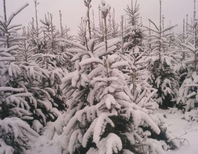 Свято наближається: Різдво з лісовими красунями