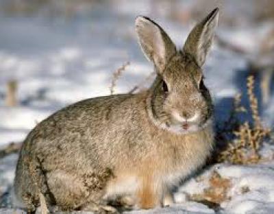 В мисливських угіддях Бібрського лісгоспу розпочинається полювання на зайців
