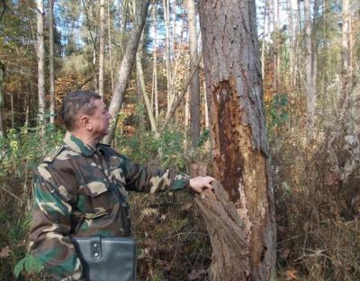 У Самбірському лісгоспі відбувся семінар по проблемах всихання соснових насаджень та шляхи їх вирішення