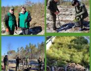 У Рава-Руському лісгоспі висадили понад 28 тисяч молодих дерев