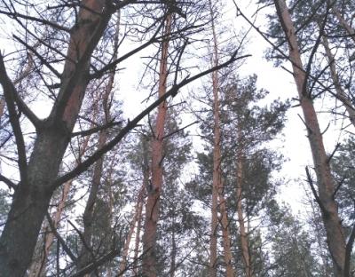 Збережемо соснові ліси