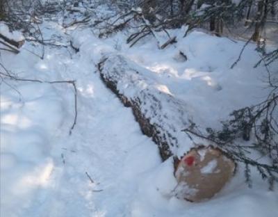 Державною лісовою охороною ДП "Дрогобицький лісгосп" виявлено лісопорушників