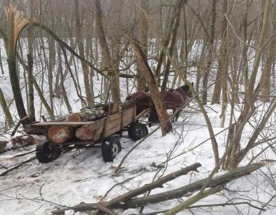 ДП "Львівський лісгосп": незаконна рубка у природо-заповідному фонді
