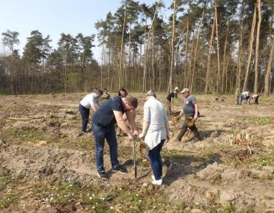 Посадка лісу в Яворівському лісництві в рамках Акції "Майбутнє лісу у твоїх руках"