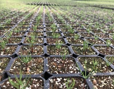 Весняна посадка лісів на Львівщині завершена