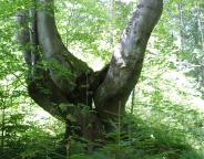 Збереження унікальних природних лісів на Львівщині