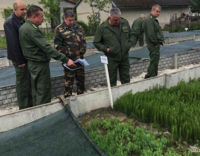 Вирощування садивного матеріалу на лісорозсадниках ДП "Самбірське лісове господарство"