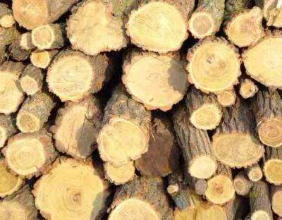 Завдання лісівників - забезпечити населення дровами паливними