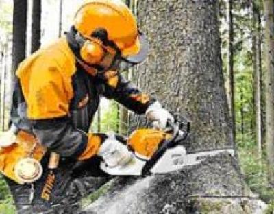 АНОНС: 6 липня відбудуться обласні змагання вальників лісу