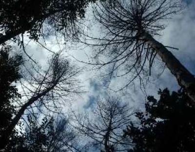 ДП «Львівський лісгосп»: всихання соснових насаджень продовжується