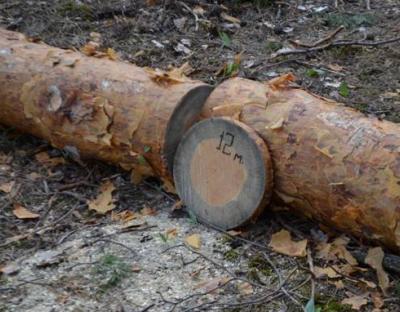 Біологічна пожежа: площа всихання дерев становить майже 400 тисяч гектарів