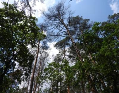 На Львівщині продовжують всихати сосни і ялини