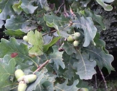 Любити ліс можна по-різному