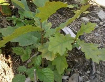 Інформація про обсяги лісовідновлювальних робіт   лісогосподарськими підприємствами Львівського ОУЛМГ у 2017 році