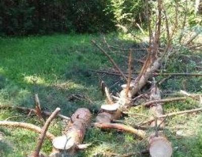 ДП "Львівський лісгосп": перспективи збереження та оздоровлення соснових насаджень