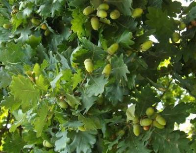 Вирощування високопродуктивних дубових насаджень