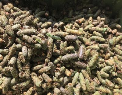 Лісівники Львівщини розпочали заготівлю шишок ялиці білої