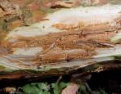 Чому всихають соснові ліси?