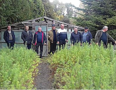 Майбутні ліси розпочинаються в розсаднику